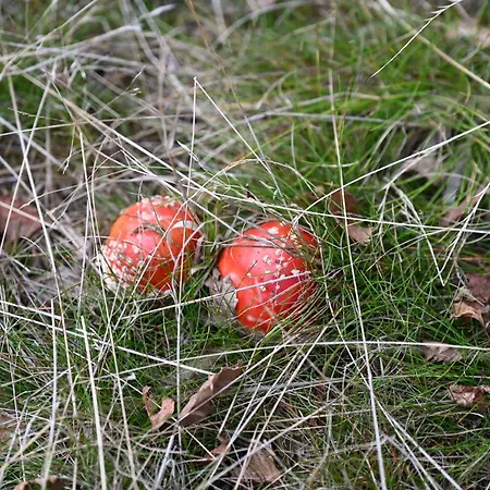 Straznica Pod Lasem شقة