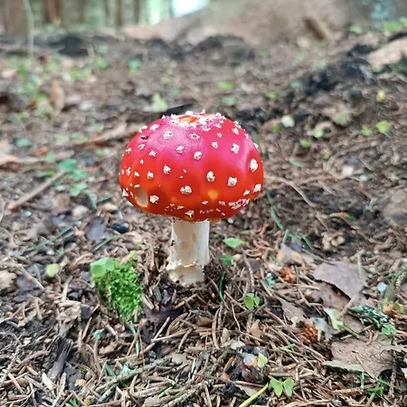 Straznica Pod Lasem 公寓