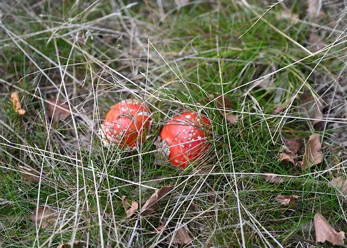 Straznica Pod Lasem 公寓