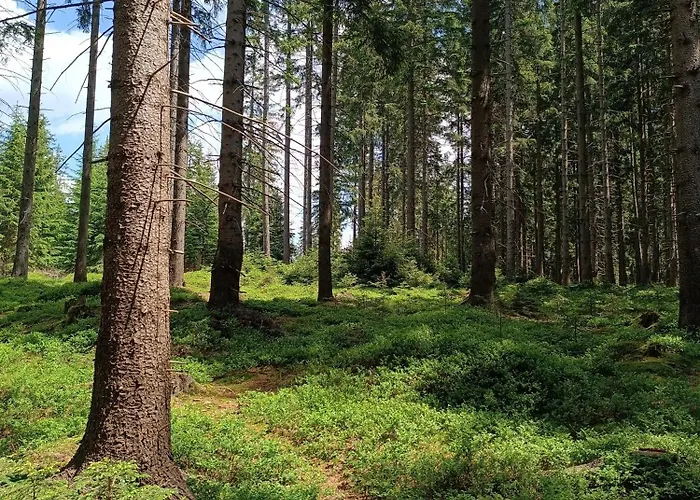 Straznica Pod Lasem Lasowka