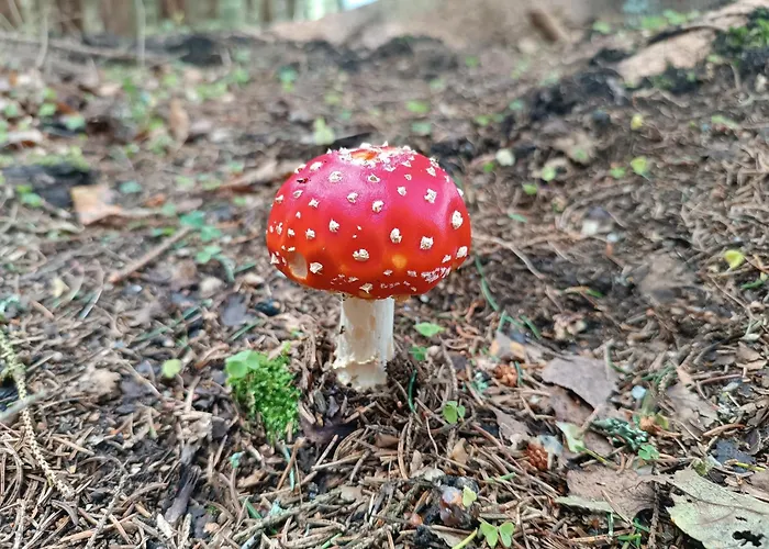 Straznica Pod Lasem Apartment